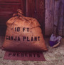 Presents - Ten ft. Ganja Plant
