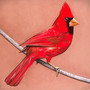 Old Crows/Young Cardinals - Alexisonfire