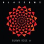 Blown Rose - Blossoms