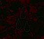 AFI - The Blood Album - AFI   