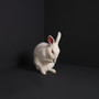 Rabbits - Brume